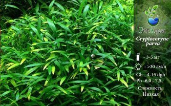 Cryptocoryne parva (Меристемная)