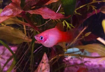 Пецилия Каролинская