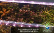 Bacopa salzmannii Araguaia